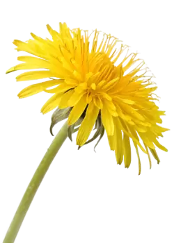 Imagen PNG para descargar